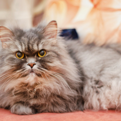 Persian_Cat_Breed__2