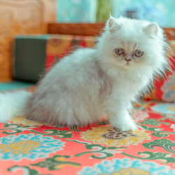 Persian_Cat_Breed__5